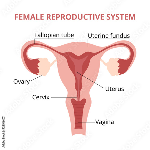 Female reproductive system.  Human anatomy.Uterus and uterine tubes. Vector diagram.Medical science educational illustration