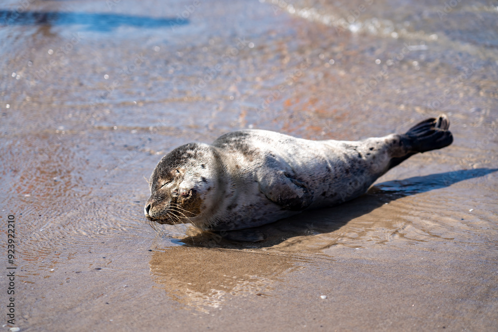 Obraz premium views around Grenen/ Skagen on the north tip of Denmark