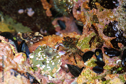 Crab captured in Laguna Beach, California