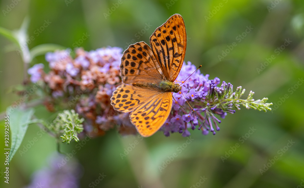 Silver-washed fritillary (Argynnis paphia) on a purple buddleia in the garden Silver-washed fritillary (Argynnis paphia) on a purple buddleia in the garden