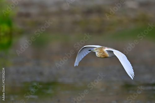 fliegender Rallenreiher // flying Squacco heron (Ardeola ralloides) photo