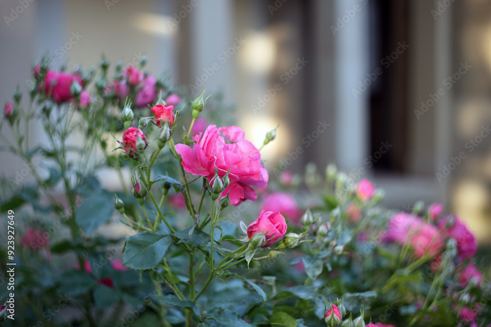 Naklejka premium Rose garden