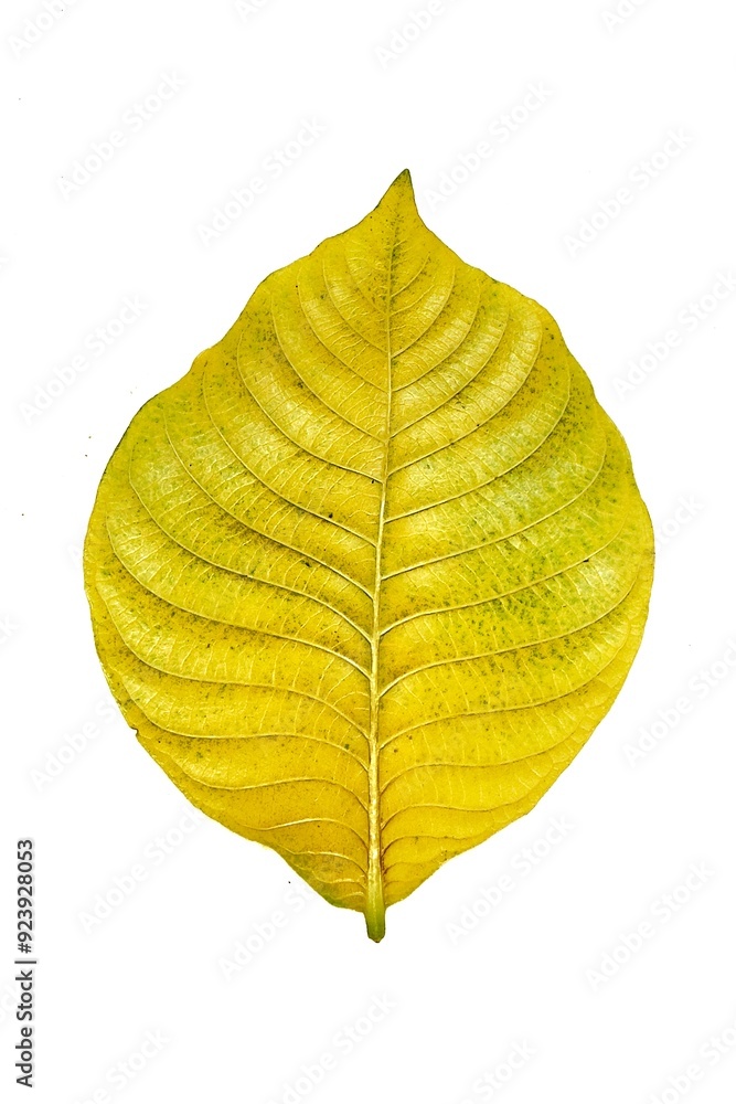 Fototapeta premium autumn leaf isolated on white