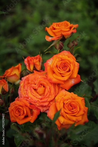 bouquet of orange roses in spring 