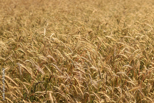 Background of ripening ears of rye field. Close up photo of nature. Harvest concept. Field of agricultural crops. Ears of a rye field close-up