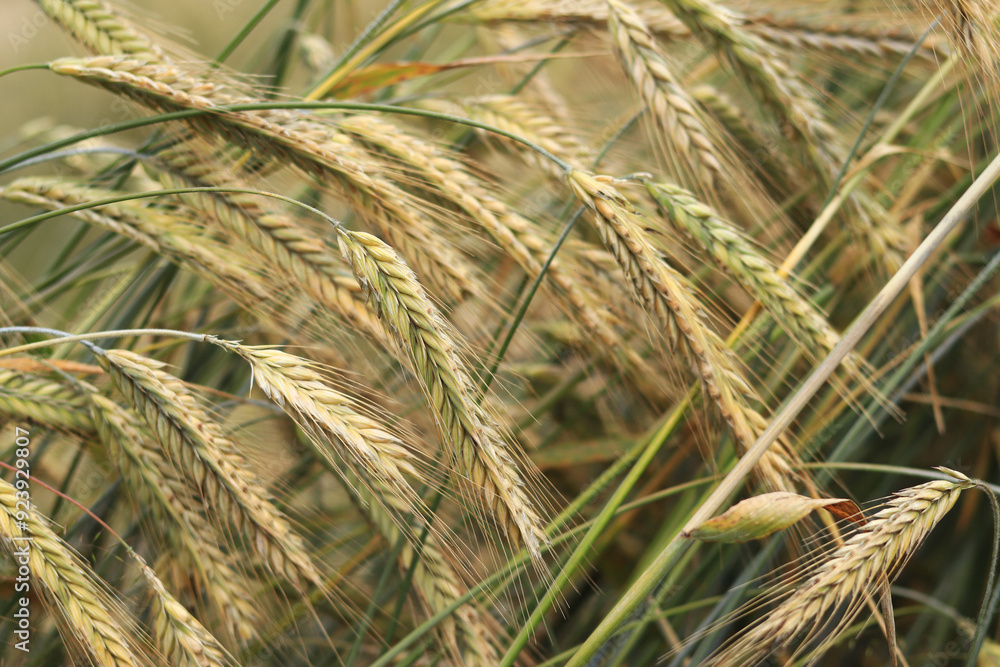 Background of ripening ears of rye field. Close up photo of nature. Harvest concept. Field of agricultural crops. Ears of a rye field close-up Background of ripening ears of rye field. Close up photo of nature. Harvest concept. Field of agricultural crops. Ears of a rye field close-up