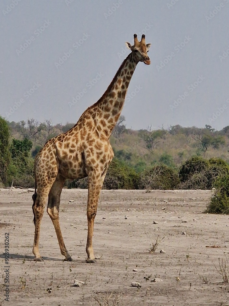 Obraz premium giraffe in the savannah