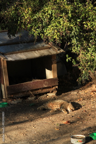 gray cat lies near cat house