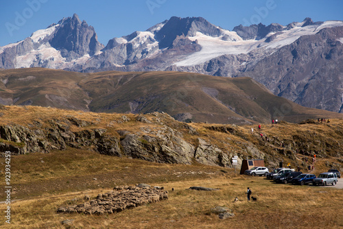 rebaño de ovejas en montaña