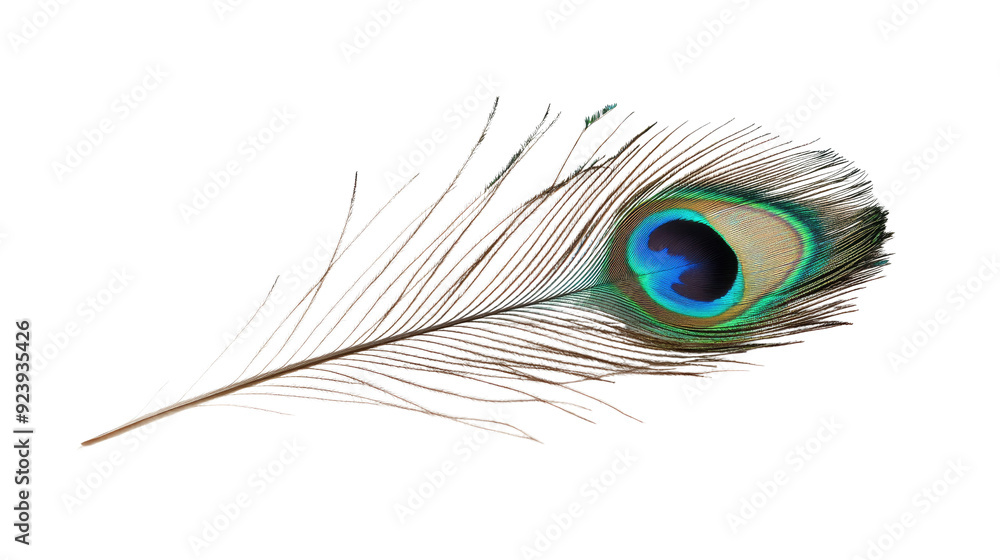 Obraz premium Peacock feather transparent background