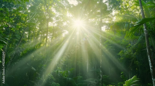 A bright sun shining through the trees in a lush green forest