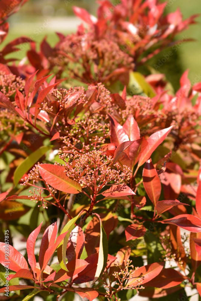 Obraz premium Photinia Red Robin flower buds