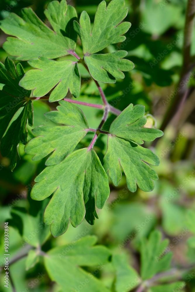 Common columbine leaves Common columbine leaves
