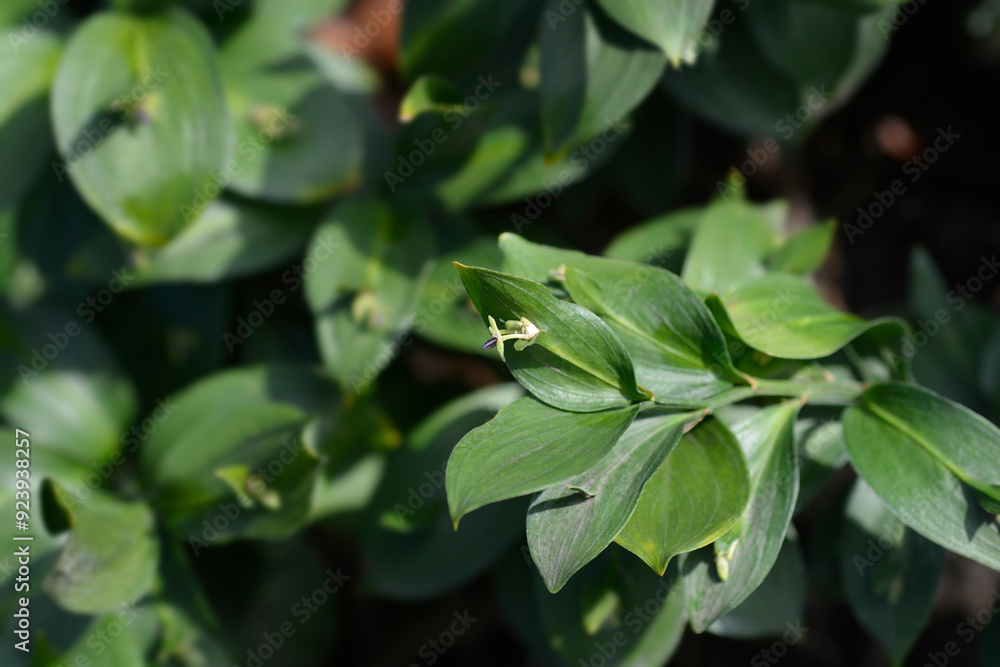 Spineless butchers broom leaves and small flowers Spineless butchers broom leaves and small flowers