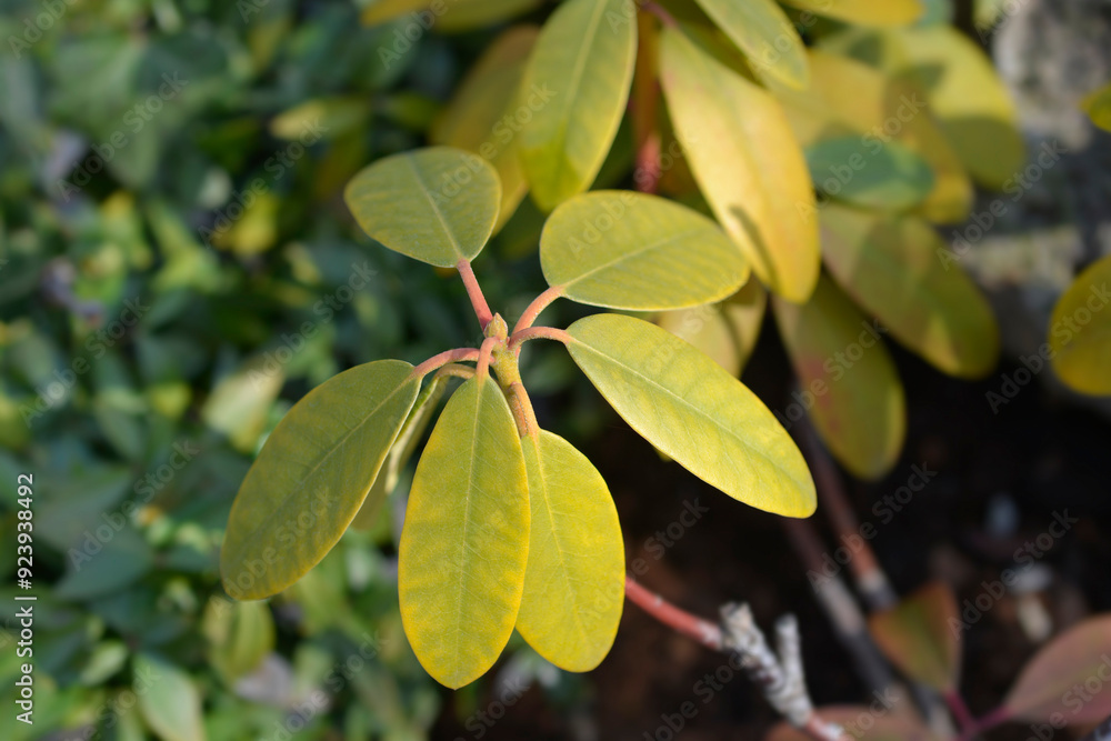 Catawba rhododendron Grandiflorum leaves Catawba rhododendron Grandiflorum leaves