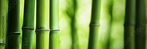 Bamboo Stalks in Serene Japanese Garden