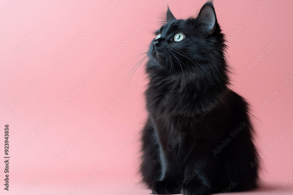 Fototapeta premium Fluffy black cat with bright green eyes, looking up attentively against a soft pink background.