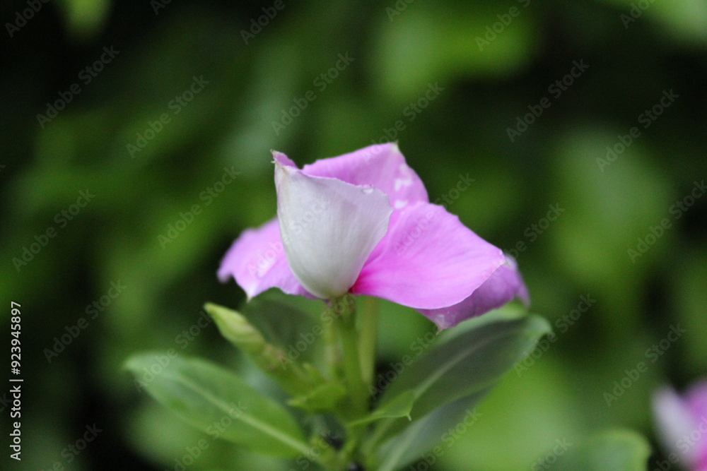 beautiful nature colorful photography. nature click beautiful nature colorful photography. nature click