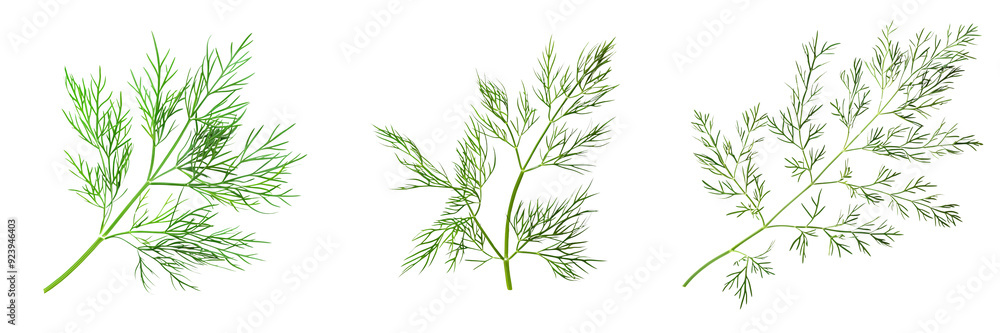 Fototapeta premium Macro shot of a fresh green dill sprig, isolated on a white background for clipping