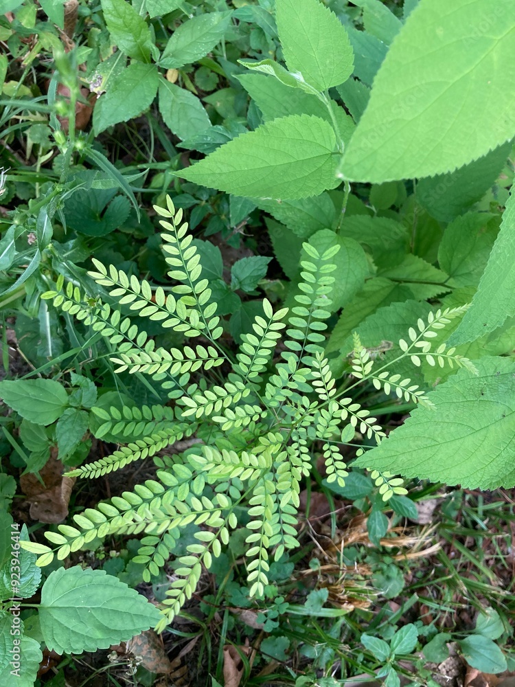 fern leaves in the forest fern leaves in the forest