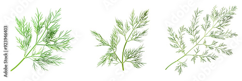 Macro shot of a fresh green dill sprig, isolated on a white background for clipping