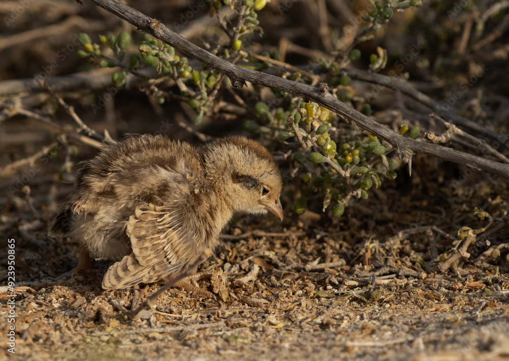 Grey francolin chick at Hamala, Bahrain Grey francolin chick at Hamala, Bahrain