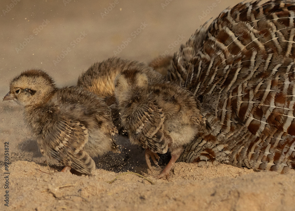 Closeup of Grey francolin chicks with mother feeding Closeup of Grey francolin chicks with mother feeding