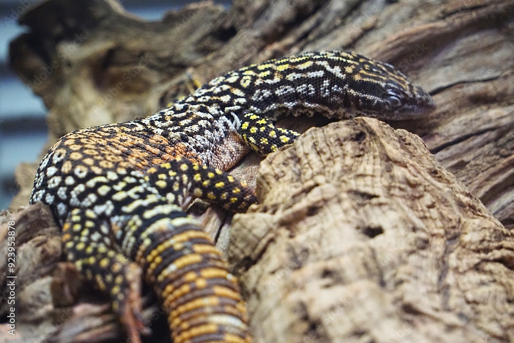 Close Up von einem schlafenden Stachelschwanzwaran, eine australische Eidechse mit gemusterten Schuppen, der auf dem Ast eines Baumes ruht mit geschlossenen Augen Close Up von einem schlafenden Stachelschwanzwaran, eine australische Eidechse mit gemusterten Schuppen, der auf dem Ast eines Baumes ruht mit geschlossenen Augen