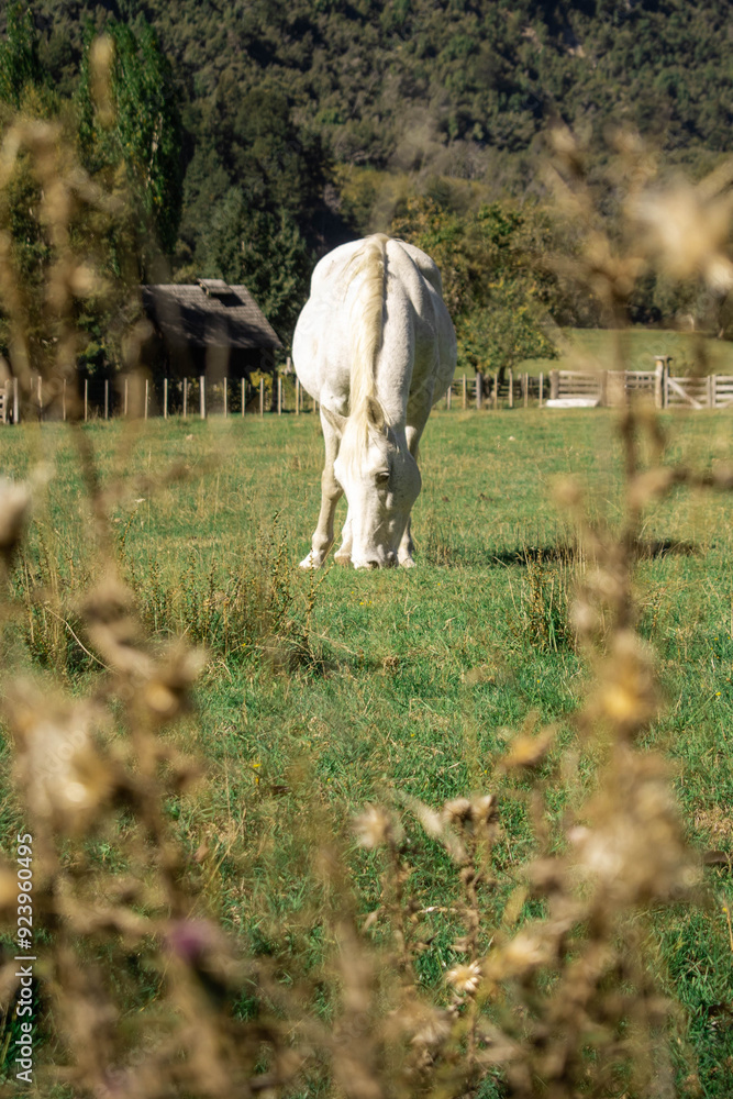 Obraz premium Paisajes de praderas en la Patagonia Argentina con increíbles valles en zona rural. Vacas, caballos y ovejas pastando se pueden apreciar.