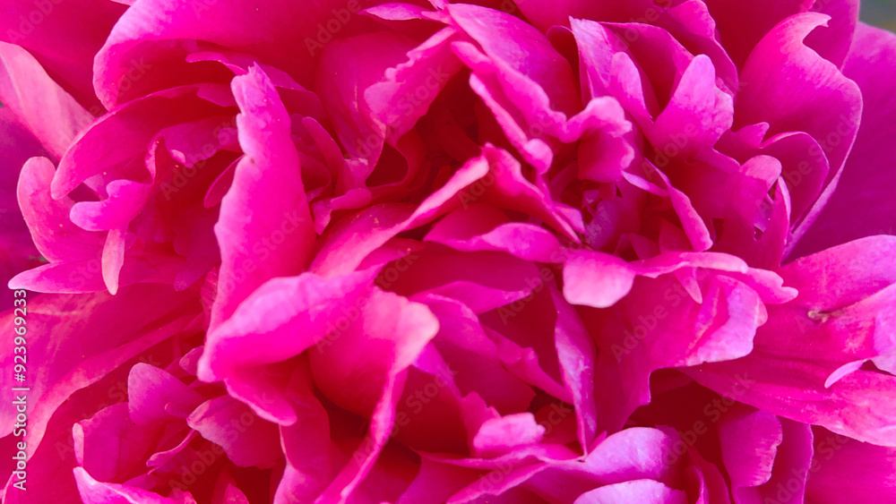 Banner with floral texture. Close-up of red flower petals. Banner with floral texture. Close-up of red flower petals.