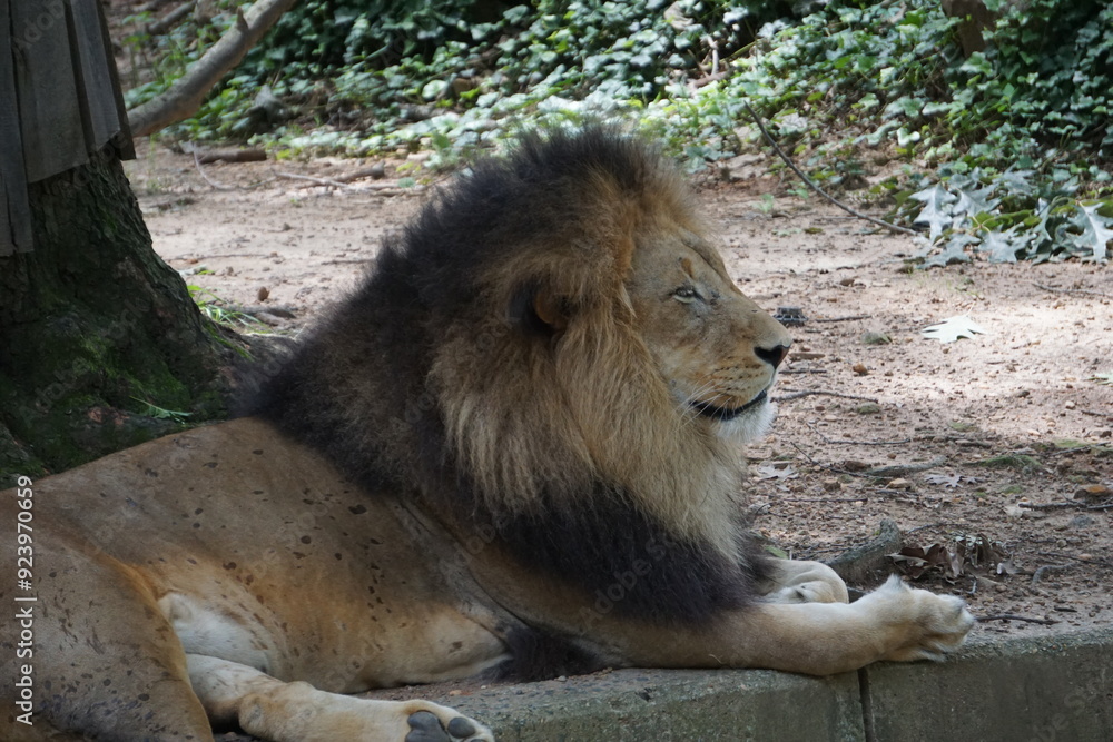 Naklejka premium Nach der Jagd liegt ein mächtiger männlicher Löwe mit schöner, majestätischer Mähne ruhend im Schatten unter einem Baum in der Savanne in Afrika