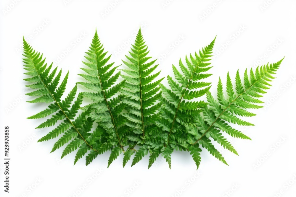Obraz premium Fern Frond Beginnings: The Delicate First Fronds of a Fiddlehead Isolated on a White Background, Symbolizing New Life and Growth, single element, single object, material, vector material, illustration
