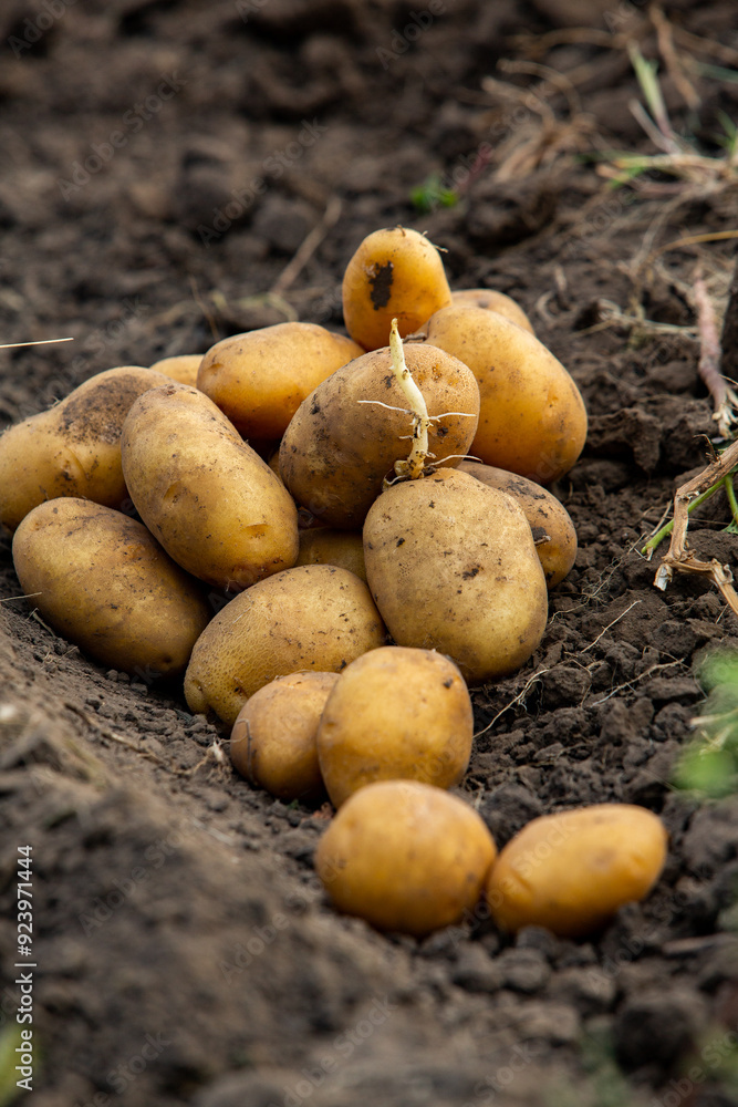 Potatoes in the soil. Harvesting potatoes in the field. Potatoes in the soil. Harvesting potatoes in the field.