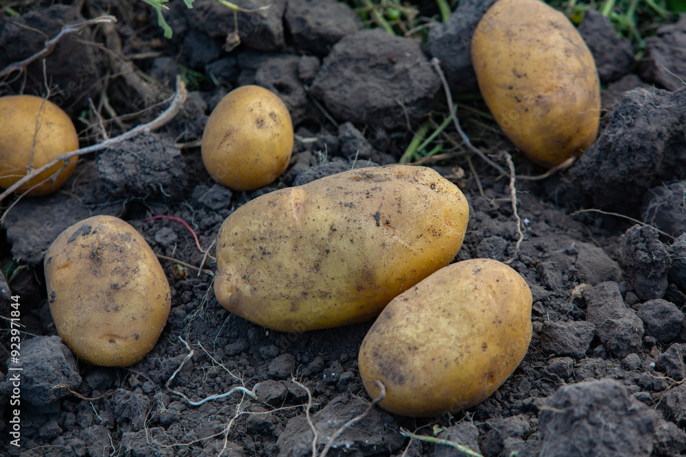 Potatoes in the soil. Harvesting potatoes in the field. Potatoes in the soil. Harvesting potatoes in the field.