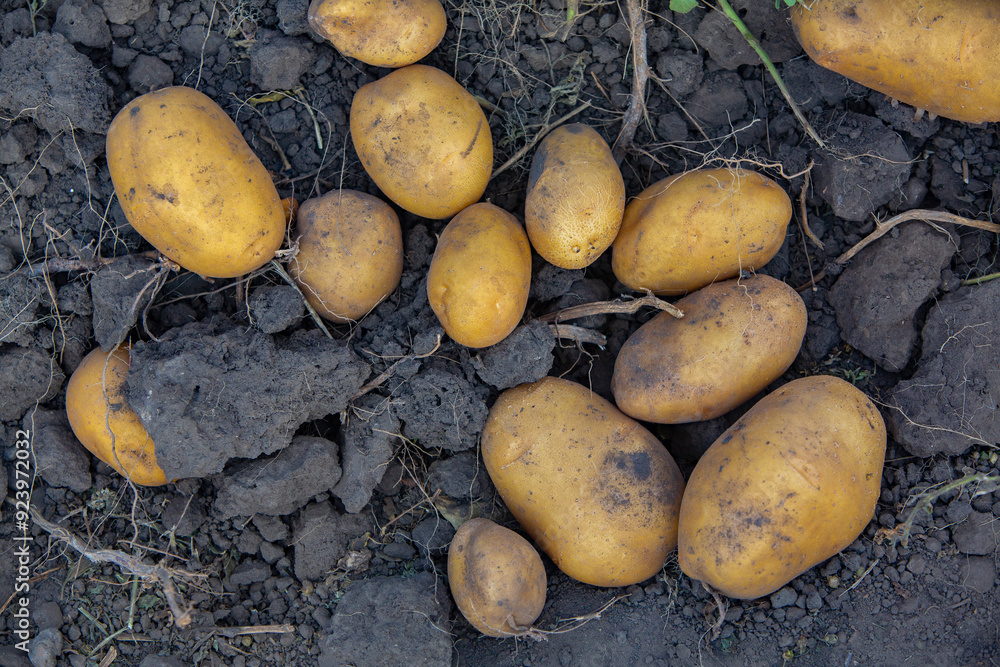 Potatoes in the soil. Harvesting potatoes in the field. Potatoes in the soil. Harvesting potatoes in the field.