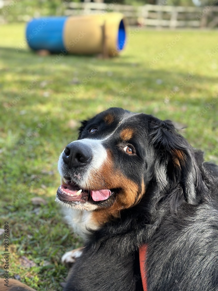 Cachorro feliz Cachorro feliz