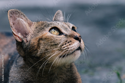 Old tabby cat looking into sky , blur background focus on eye
