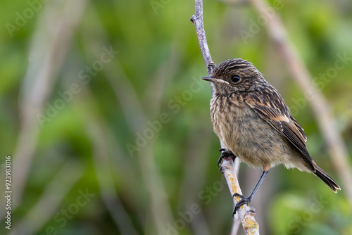 Stonechat (Saxicola rubicola) in Turvey Nature Reserve, Dublin, Ireland – Commonly found in open habitats across Europe. photo