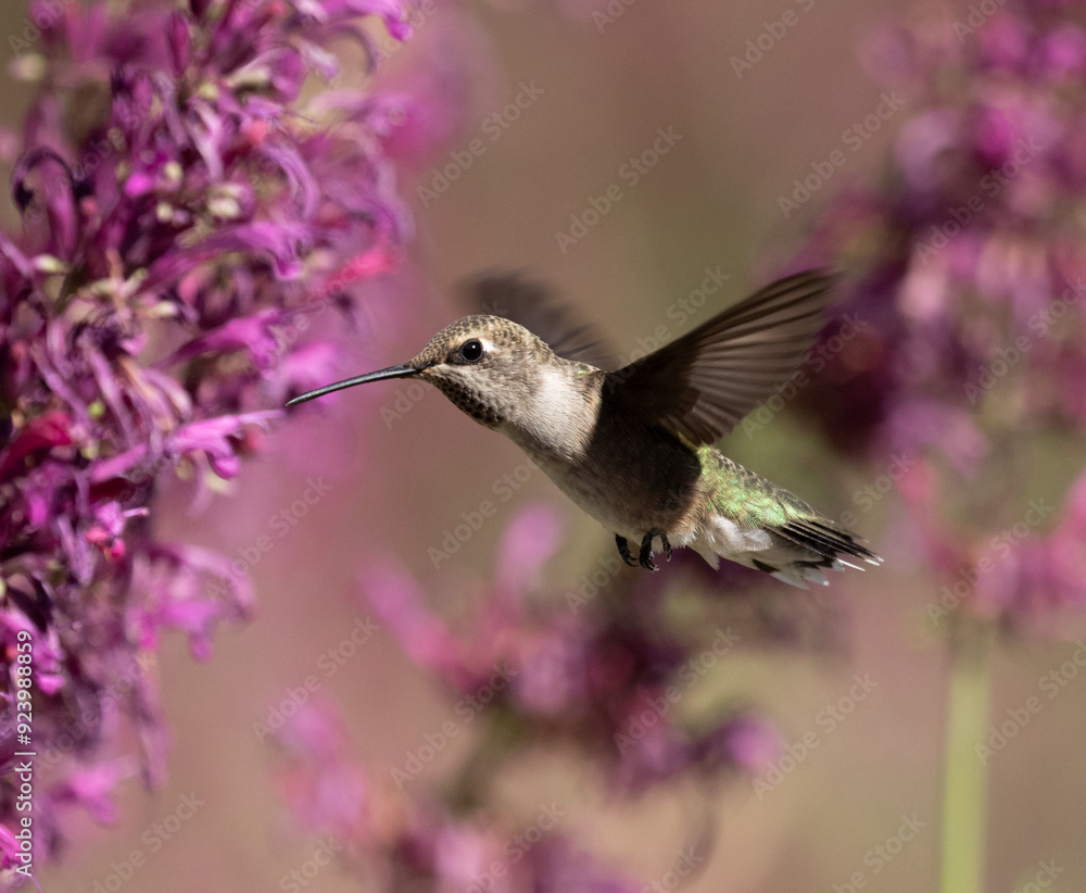 Fototapeta premium hummingbird feeding on flowers