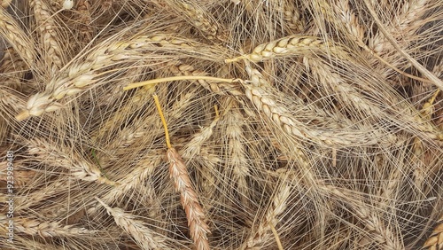 grano 
