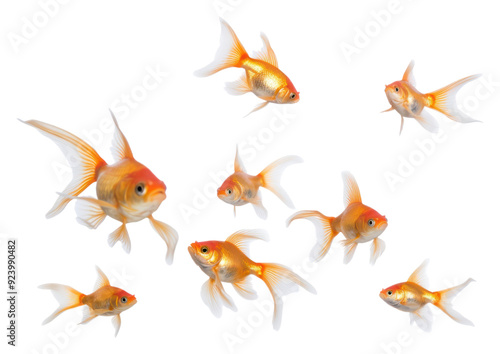 PNG Chubby goldfishes animal white background pomacentridae.