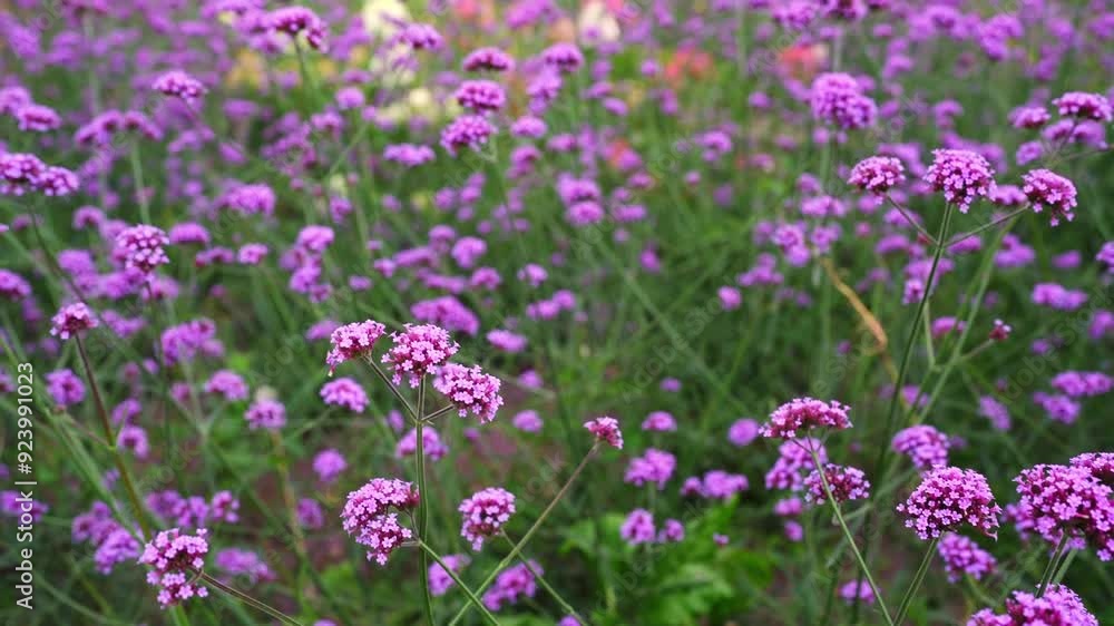 A Beautiful Display of Vibrant Purple Flowers Blossoming in Full Bloom This Season A Beautiful Display of Vibrant Purple Flowers Blossoming in Full Bloom This Season