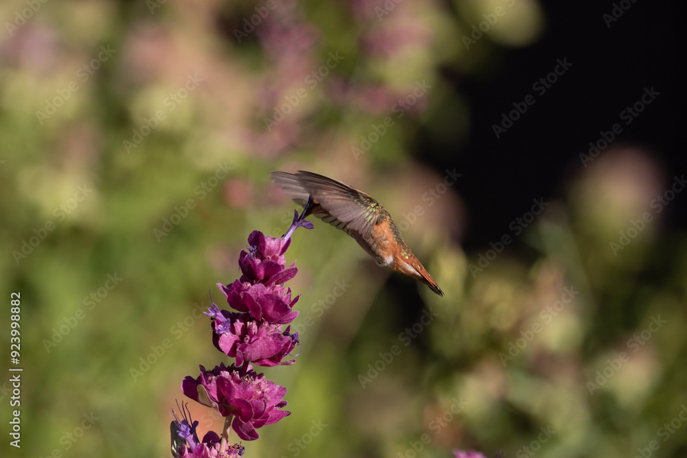 hummingbird and flower