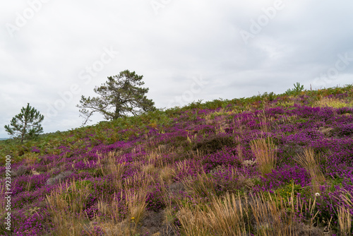 En été, la lande bretonne se couvre de bruyères aux fleurs violettes, tapissant un sol parsemé d'herbes sauvages orangées et de pins maritimes, sous un ciel couvert.