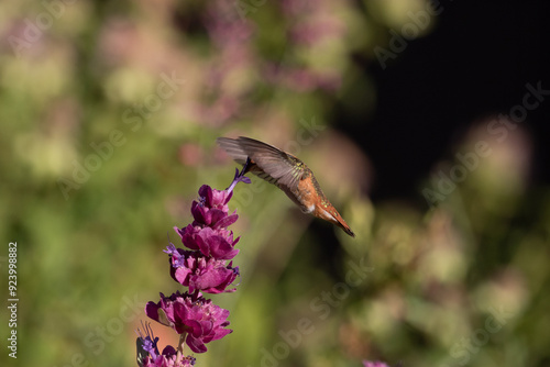 Obraz na płótnie hummingbird and flower w salonie