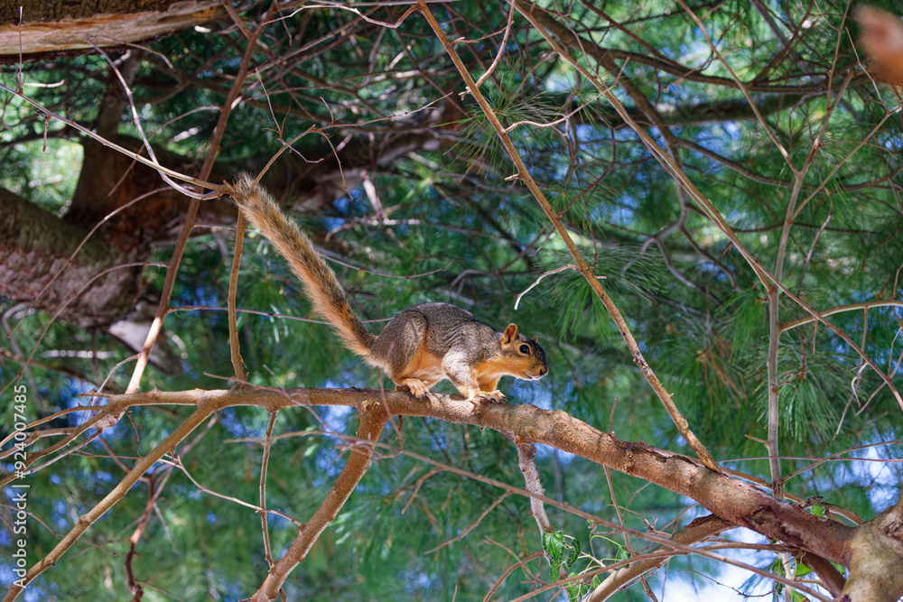 The fox squirrel (Sciurus niger), also known as the eastern fox squirrel or Bryant's fox squirrel. The fox squirrel (Sciurus niger), also known as the eastern fox squirrel or Bryant's fox squirrel.