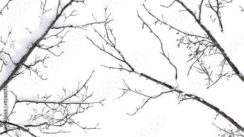 tree branches with snow transparent background