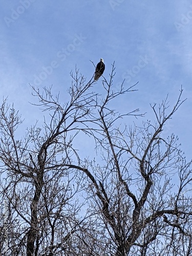 bald eagle spotted in the park