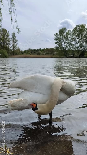 adult single swan bath on lake, vertical footage