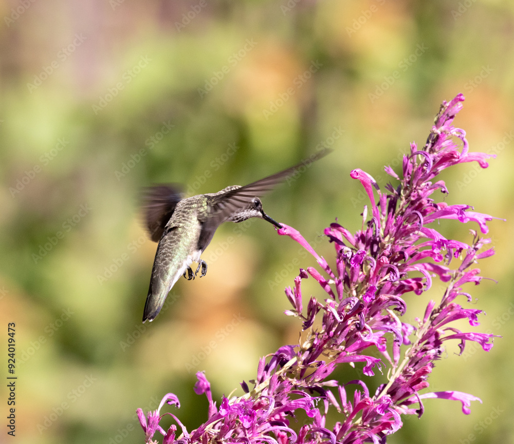 Fototapeta premium hummingbird and flowers
